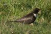 Ring Ouzel at Hadleigh Downs (Don Petrie) (82194 bytes)